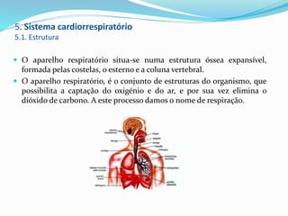5. Sistema cardiorrespiratório
5.1. Estrutura
 O aparelho respiratório situa-se numa estrutura óssea expansível,
formada pelas costelas, o esterno e a coluna vertebral.
 O aparelho respiratório, é o conjunto de estruturas do organismo, que
possibilita a captação do oxigénio e do ar, e por sua vez elimina o
dióxido de carbono. A este processo damos o nome de respiração.
 