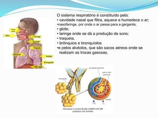 O sistema respiratório é constituído pela:
• cavidade nasal que filtra, aquece e humedece o ar;
•nasofaringe, por onde o ar passa para a garganta;
• glote;
• laringe onde se dá a produção de sons;
• traqueia,
• brônquios e bronquíolos
•e pelos alvéolos, que são sacos aéreos onde se
realizam as trocas gasosas.
 