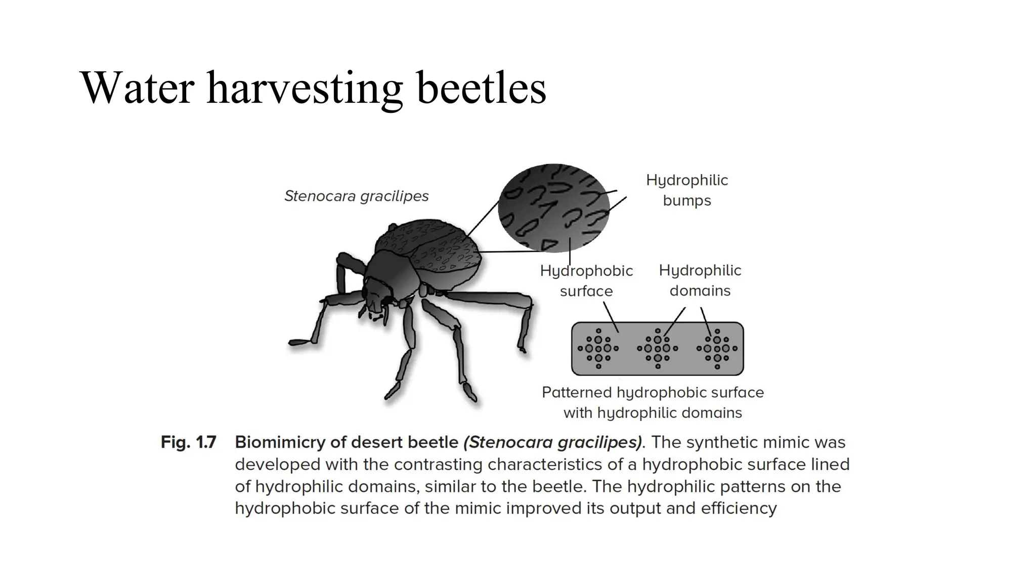 Water harvesting beetles
 