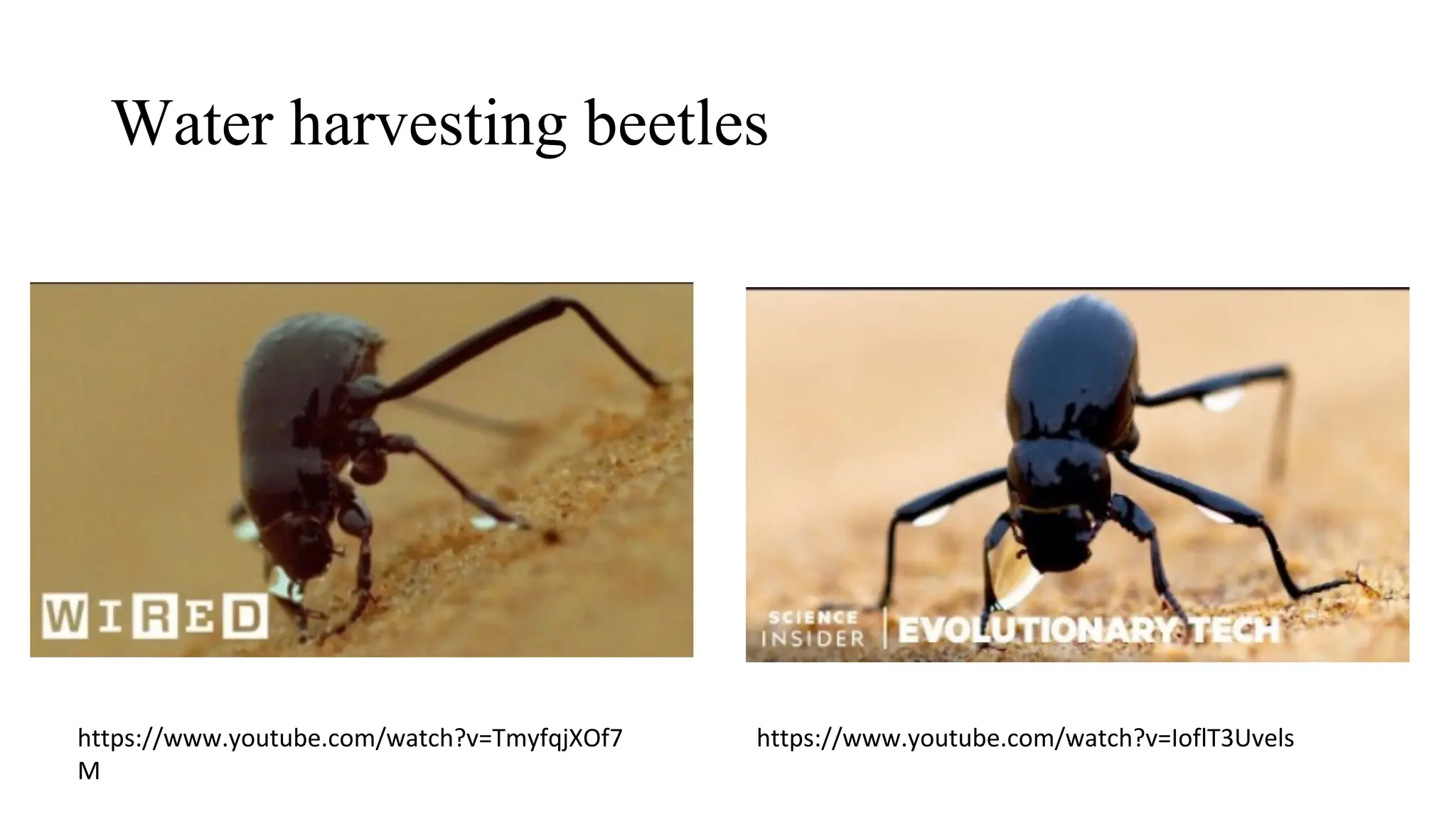 Water harvesting beetles
https://www.youtube.com/watch?v=TmyfqjXOf7
M
https://www.youtube.com/watch?v=IoflT3Uvels
 