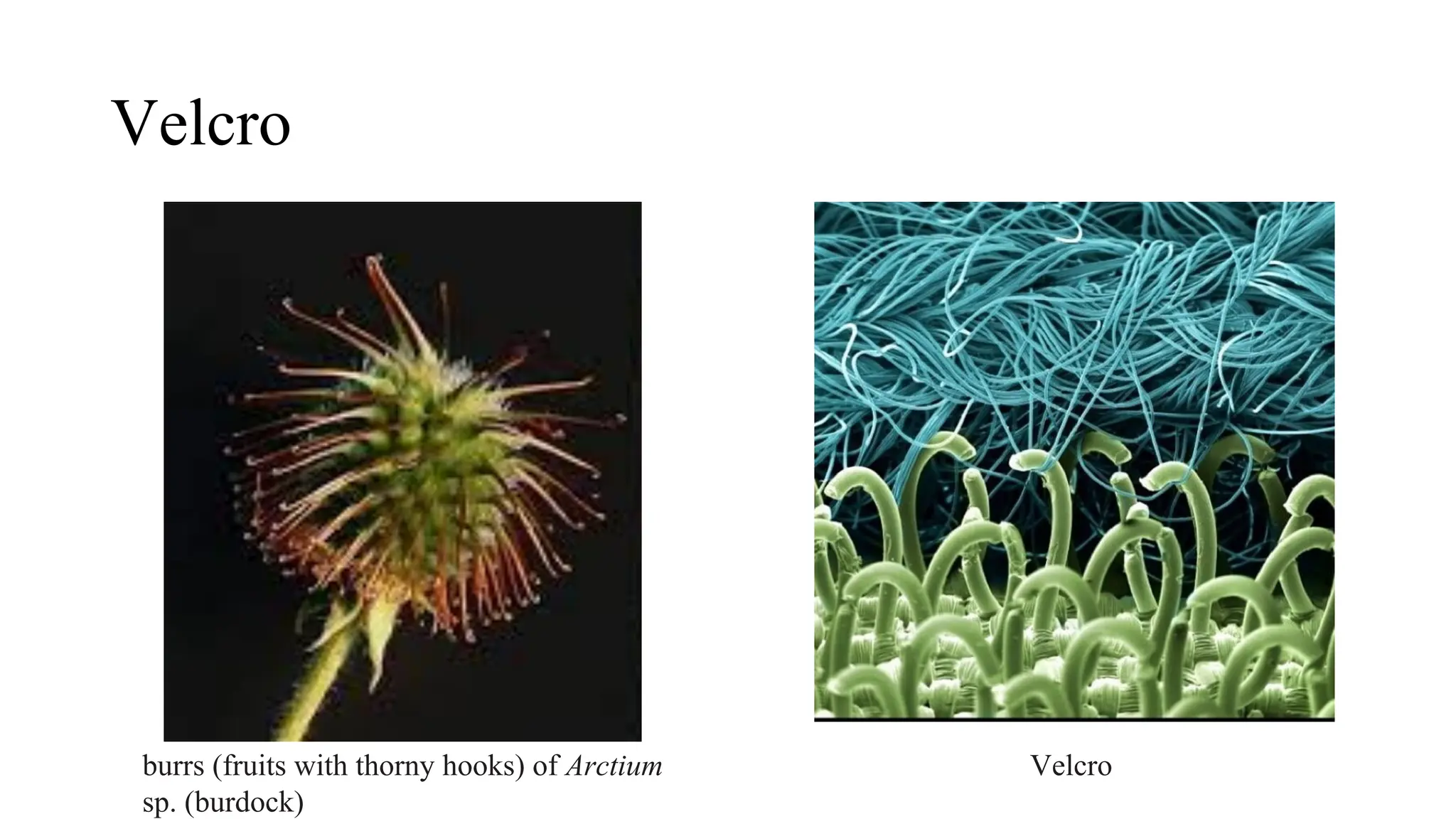 Velcro
burrs (fruits with thorny hooks) of Arctium
sp. (burdock)
Velcro
 