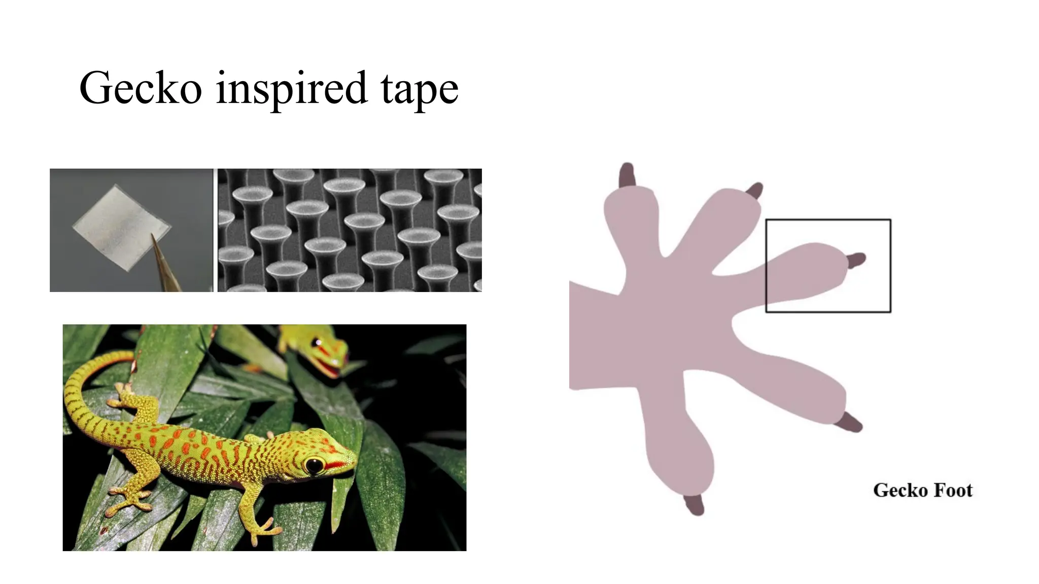 Gecko inspired tape
 