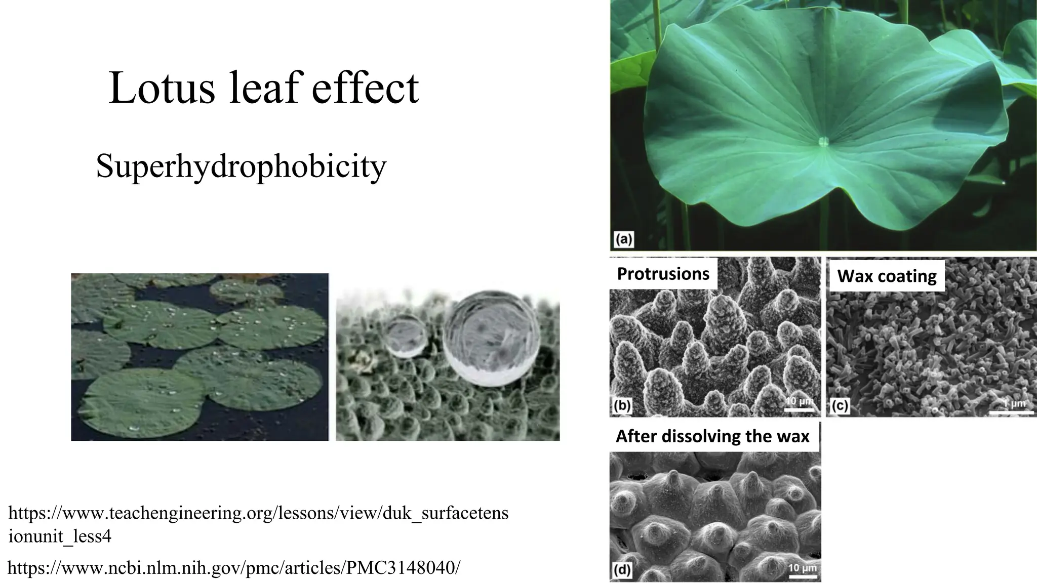 Lotus leaf effect
https://www.ncbi.nlm.nih.gov/pmc/articles/PMC3148040/
https://www.teachengineering.org/lessons/view/duk_surfacetens
ionunit_less4
Superhydrophobicity
Protrusions Wax coating
After dissolving the wax
 
