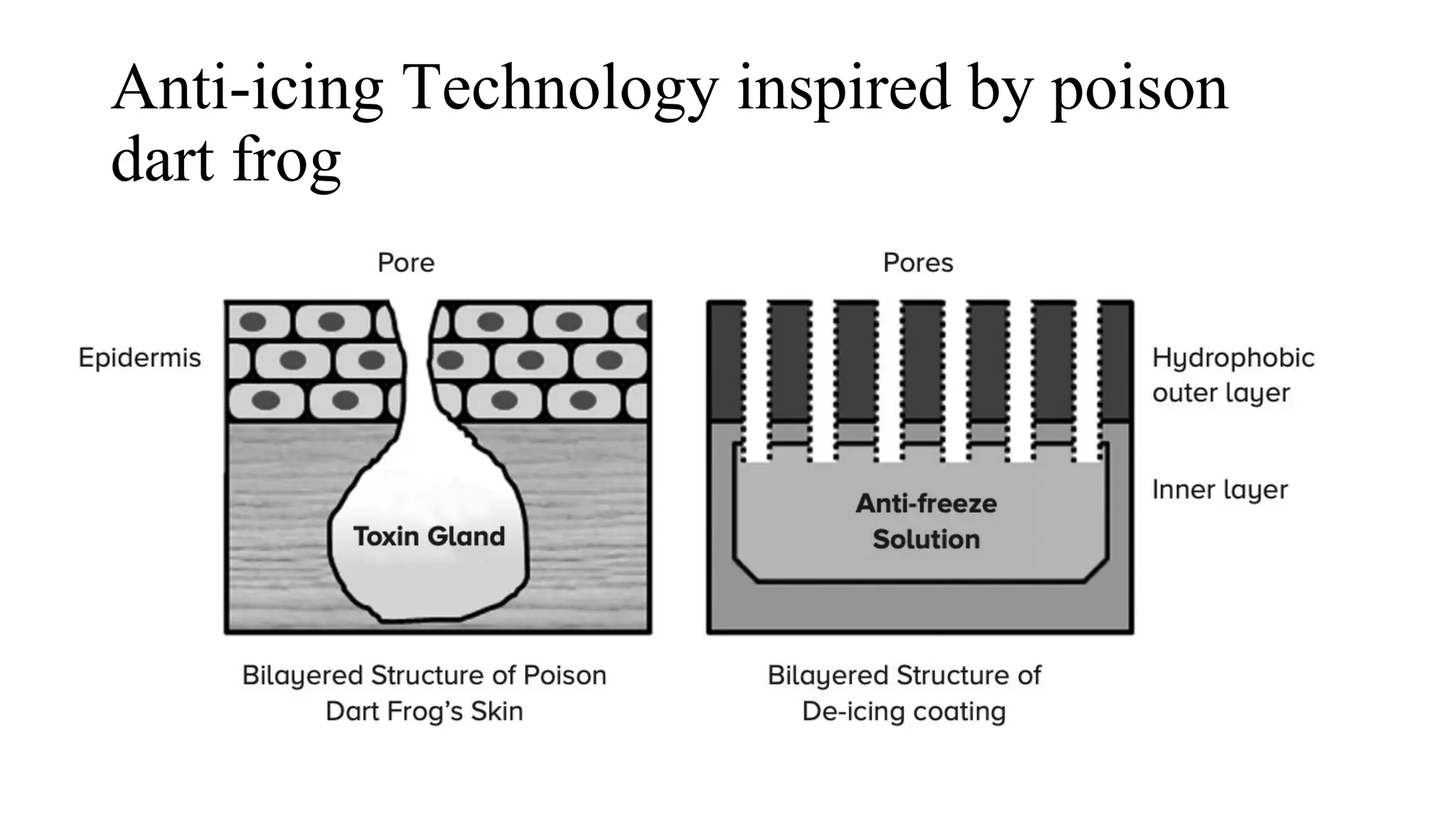 Anti-icing Technology inspired by poison
dart frog
 