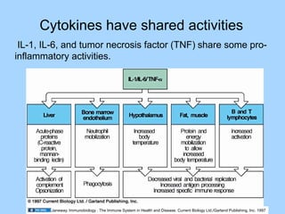 02.13.09(a) Cytokines | PDF