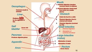 Digestive System Primary Structures M1-The Digestive System: Structures, Function, and Processes | PPTX