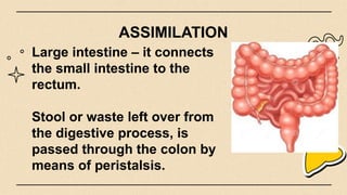 M1-The Digestive System: Structures, Function, and Processes | PPTX