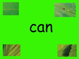 can

 