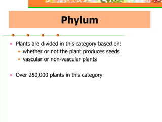 Phylum
• Plants are divided in this category based on:
• whether or not the plant produces seeds
• vascular or non-vascular plants
• Over 250,000 plants in this category
 