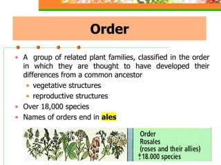 Order
• A group of related plant families, classified in the order
in which they are thought to have developed their
differences from a common ancestor
• vegetative structures
• reproductive structures
• Over 18,000 species
• Names of orders end in ales
 