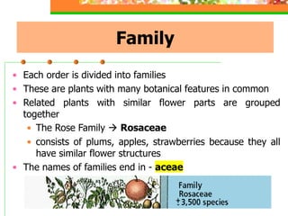Family
• Each order is divided into families
• These are plants with many botanical features in common
• Related plants with similar flower parts are grouped
together
• The Rose Family → Rosaceae
• consists of plums, apples, strawberries because they all
have similar flower structures
• The names of families end in - aceae
 
