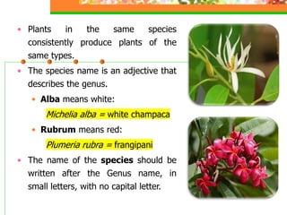 • Plants in the same species
consistently produce plants of the
same types.
• The species name is an adjective that
describes the genus.
• Alba means white:
Michelia alba = white champaca
• Rubrum means red:
Plumeria rubra = frangipani
• The name of the species should be
written after the Genus name, in
small letters, with no capital letter.
 
