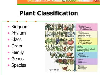 Plant Classification
• Kingdom
• Phylum
• Class
• Order
• Family
• Genus
• Species
 
