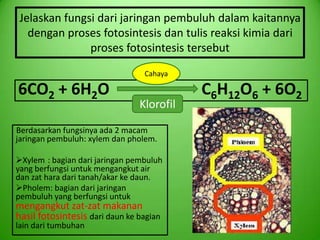 Jelaskan fungsi dari jaringan pembuluh dalam kaitannya
   dengan proses fotosintesis dan tulis reaksi kimia dari
               proses fotosintesis tersebut
                                 Cahaya

6CO2 + 6H2O                                C6H12O6 + 6O2
                                Klorofil

Berdasarkan fungsinya ada 2 macam
jaringan pembuluh: xylem dan pholem.

Xylem : bagian dari jaringan pembuluh
yang berfungsi untuk mengangkut air
dan zat hara dari tanah/akar ke daun.
Pholem: bagian dari jaringan
pembuluh yang berfungsi untuk
mengangkut zat-zat makanan
hasil fotosintesis dari daun ke bagian
lain dari tumbuhan
 