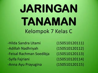 JARINGAN
       TANAMAN
         Kelompok 7 Kelas C
-Hilda Sandra Utami        (150510120111)
-Adillah Nadhriyah         (150510120112)
-Feisal Rachman Soedibja   (150510120113)
-Syifa Fajriani            (150510120114)
-Anna Ayu Prayugina        (150510120115)
 