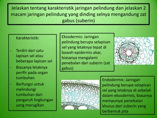 Jelaskan tentang karakteristik jaringan pelindung dan jelaskan 2
macam jaringan pelindung yang dinding selnya mengandung zat
                        gabus (suberin)


    Karakteristik:         Eksodermis: Jaringan
                           pelindung berupa selapisan
                           sel yang letaknya tepat di
-   Terdiri dari satu      bawah epidermis akar,
    lapisan sel atau       biasanya mengalami
    beberapa lapisan sel   penebalan dari suberin (zat
-   Biasanya letaknya      gabus)
    perifir pada organ
    tumbuhan                                     Endodermis: Jaringan
-   Berfungsi untuk                              pelindung berupa selapisan
    melindungi                                   sel yang letaknya di sebelah
    tumbuhan dari                                dalam eksodermis, biasanya
    pengaruh lingkungan                          mempunyai penebalan
    yang merugikan                               khusus dari suberin yang
                                                 berbentuk pita
 