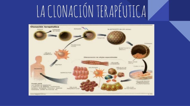 Resultado de imagen de clonacion terapeutica