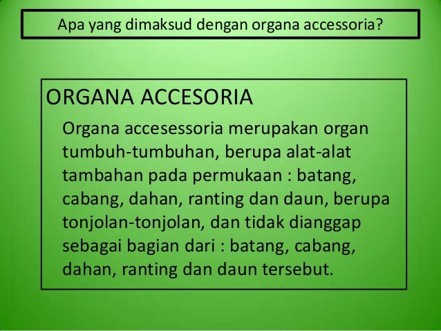 M12 kelompok 7 organ tanaman