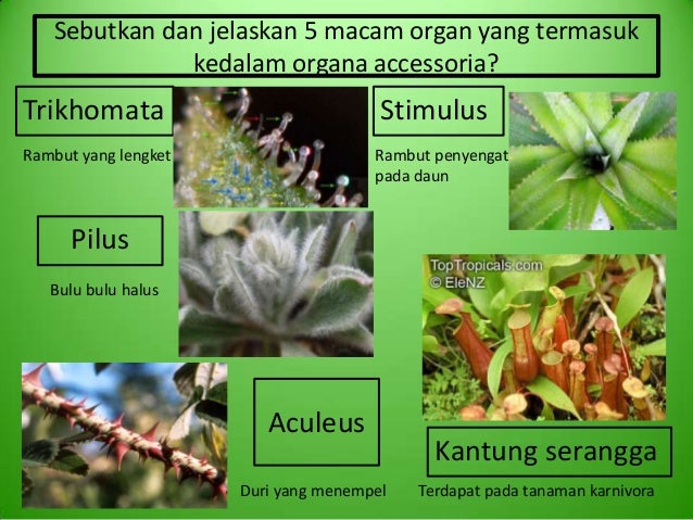 M12 kelompok 7 organ tanaman M12 kelompok 7 organ tanaman
