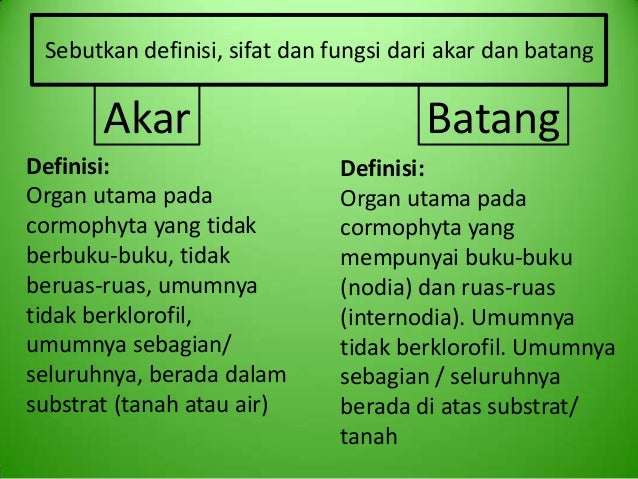 M13 Kelompok 7 Akar Dan Batang