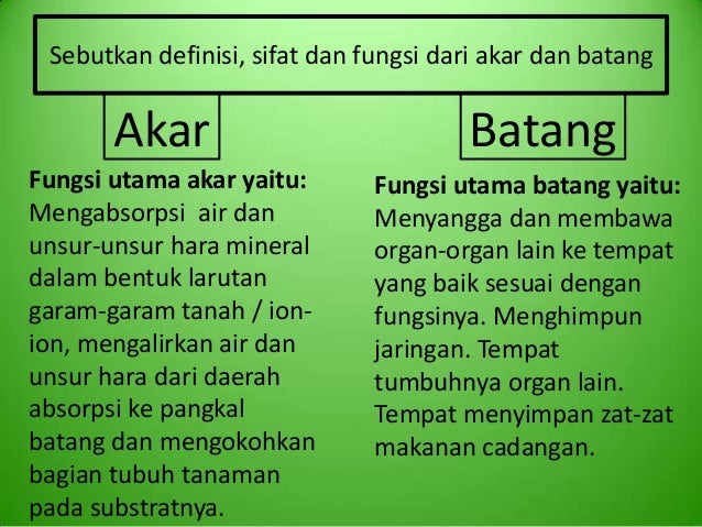 M13 Kelompok 7 Akar Dan Batang