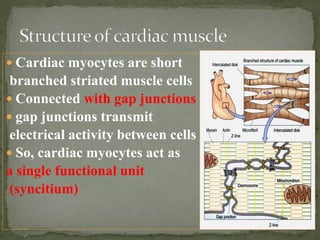  Cardiac myocytes are short
branched striated muscle cells
 Connected with gap junctions
 gap junctions transmit
electrical activity between cells
 So, cardiac myocytes act as
a single functional unit
(syncitium)
 