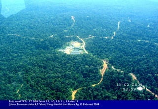 Foto areal TPTJ PT. SBK Petak 1.P, 1.Q, 1.B, 1.J, 1.A dan 1.I
(Umur Tanaman Jalur 4,5 Tahun) Yang diambil dari Udara Tg. 13 Februari 2004
 