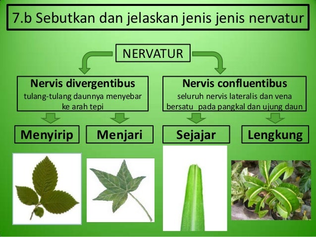 M14 Kelompok 7 Folium Daun