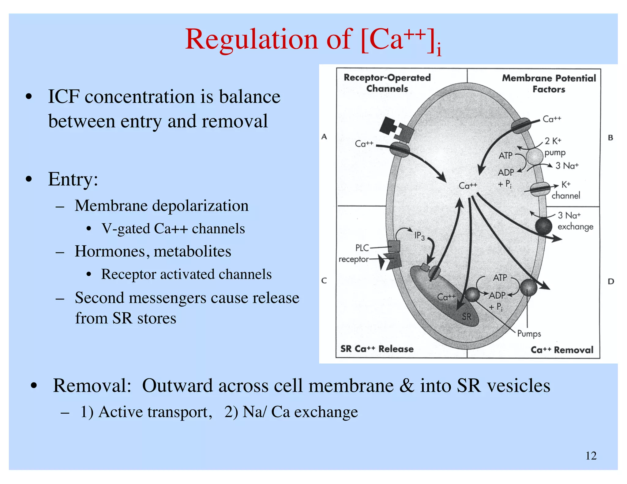 Anatomy And Physiology of Human muscle tissue | PDF