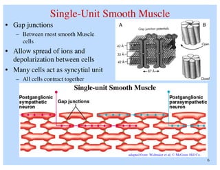 Anatomy And Physiology Of Human Muscle Tissue PDF anatomy-and-physiology-of-human-muscle-tissue-pdf