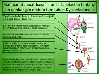 M17 kelompok 7 reproduksi tanaman | PPTX