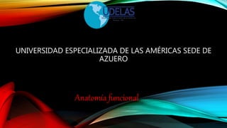 UNIVERSIDAD ESPECIALIZADA DE LAS AMÉRICAS SEDE DE
AZUERO
Anatomía funcional
 