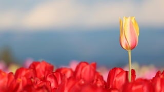 Content to the Rescue - Garrett Hampton