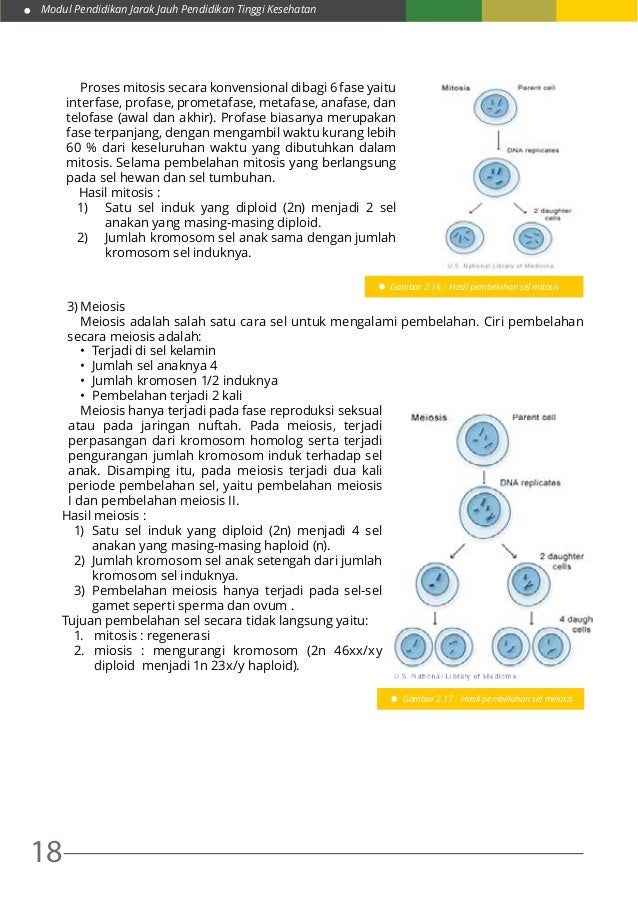 M 1 kb2 biologi sel 