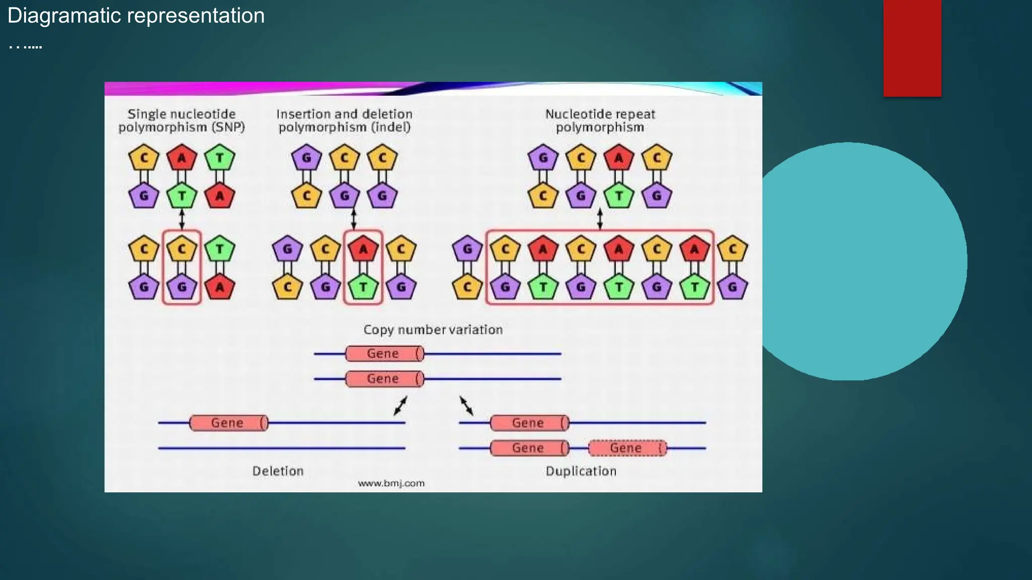 Introduction to polymorphism and its types | PPT