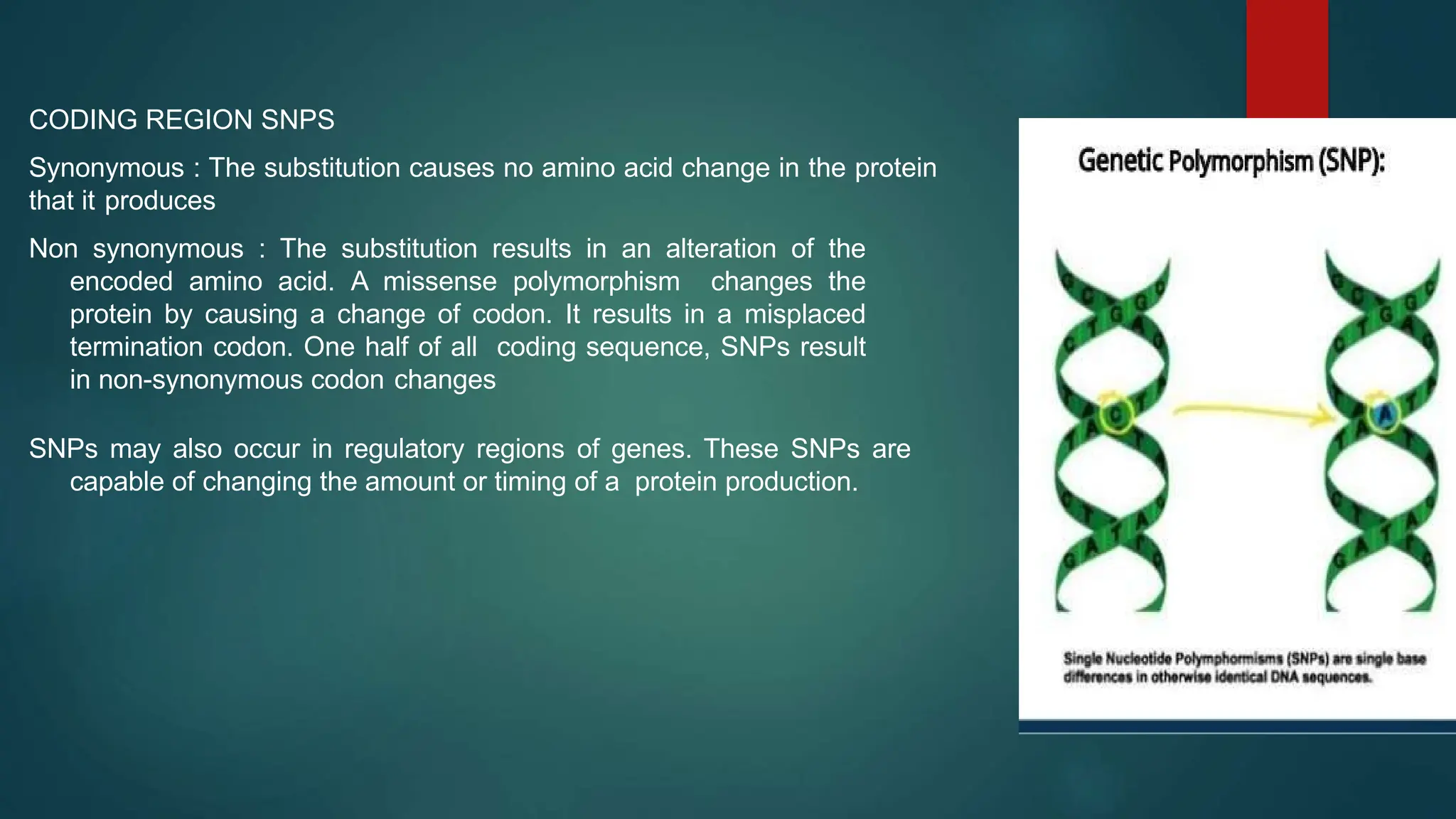 CODING REGION SNPS
Synonymous : The substitution causes no amino acid change in the protein
that it produces
Non synonymous : The substitution results in an alteration of the
encoded amino acid. A missense polymorphism changes the
protein by causing a change of codon. It results in a misplaced
termination codon. One half of all coding sequence, SNPs result
in non-synonymous codon changes
SNPs may also occur in regulatory regions of genes. These SNPs are
capable of changing the amount or timing of a protein production.
 