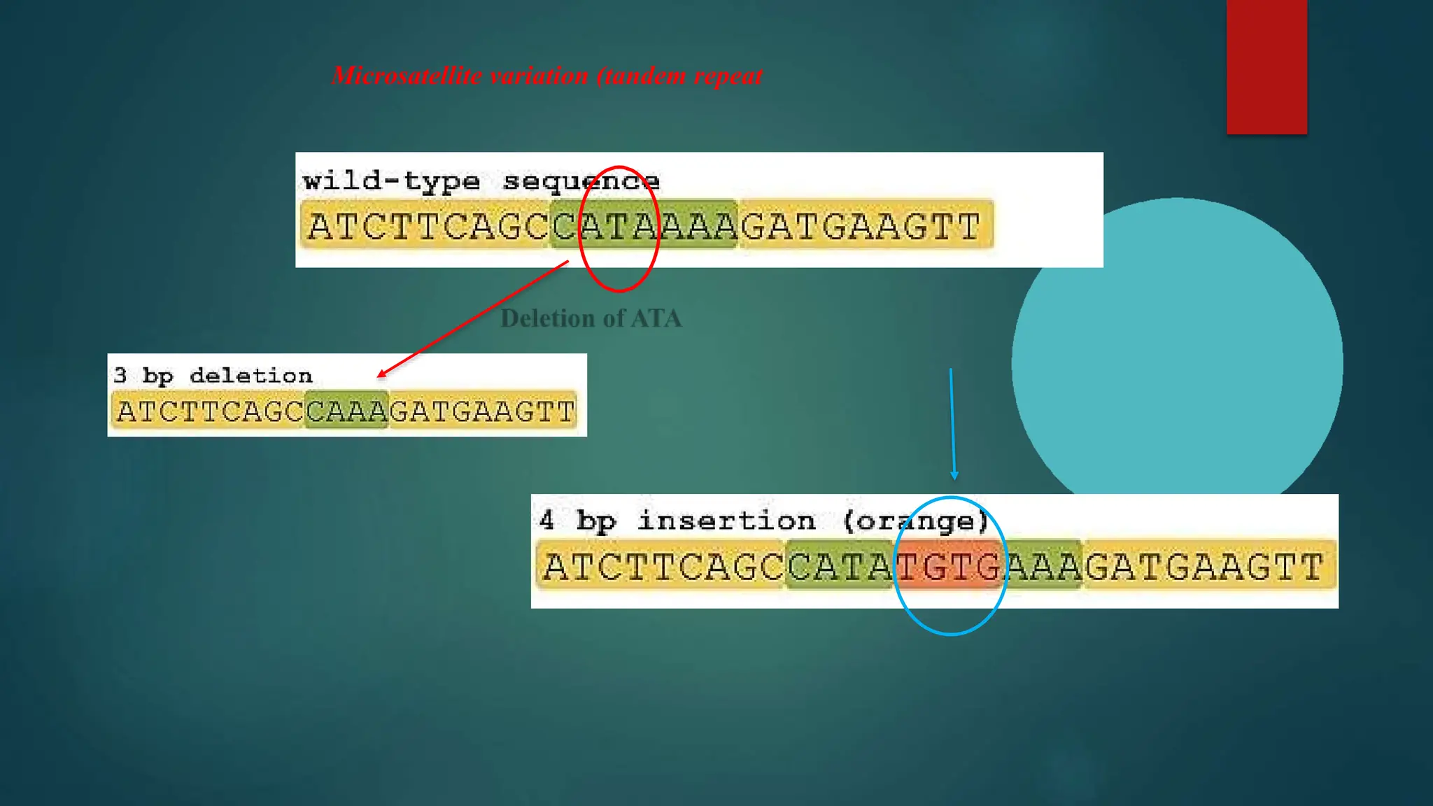 Microsatellite variation (tandem repeat
 
