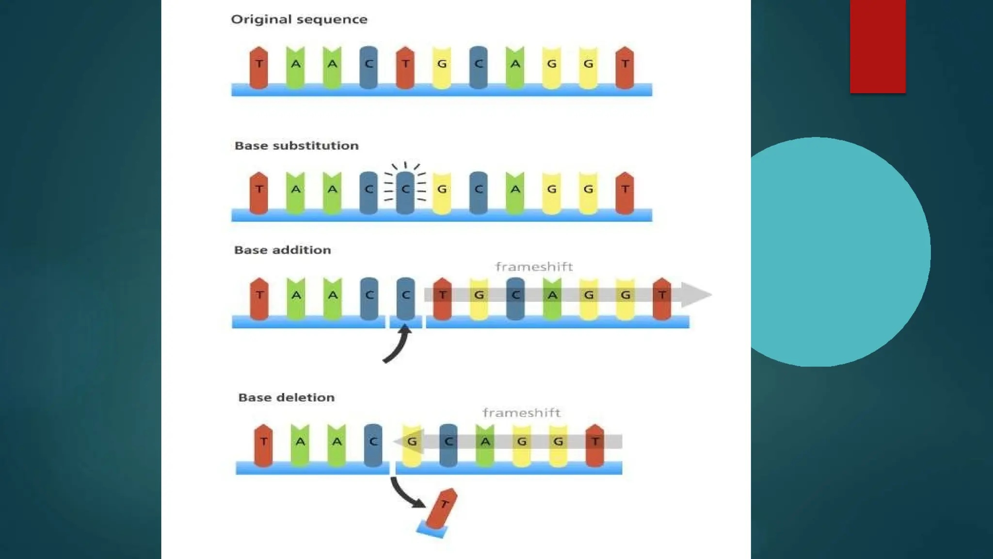 Introduction to polymorphism and its types ppt