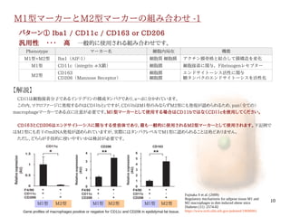 10
M1型マーカーとM2型マーカーの組み合わせ -1
　
パターン① Iba1 / CD11c / CD163 or CD206
汎用性　・・・　高　一般的に使用される組み合わせです。
Phenotype マーカー名 細胞内局在 機能
M1型+M2型 Iba1（AIF-1） 細胞質 細胞膜 アクチン膜骨格と結合して膜構造を変化
M1型 CD11c（integrin αX鎖） 細胞膜 細胞接着に関与，Fibrinogenレセプター
M2型
CD163
CD206（Mannose Receptor）
細胞膜
細胞膜
エンドサイトーシス活性に関与
糖タンパクのエンドサイトーシスを活性化
【解説】
　CD１１は細胞接着分子であるインテグリンの構成タンパクであり、a〜dに分かれています。
　この内、マクロファージに発現するのはCD１１bとcですが、CD１１bはM１型のみならずM2型にも発現が認められるため、pan（全ての）
macrophageマーカーである点に注意が必要です。M１型マーカーとして使用する場合はCD11bではなくCD１１cを使用してください。
　CD１６３とCD２０６はエンドサイトーシスに関与する受容体であり、最も一般的に使用されるM２型マーカーとして使用されます。下記例で
はM1型にも若干のmRNA発現が認められていますが、実際にはタンパクレベルでM1型に認められることは殆どありません。
　ただし、どちらが手技的に使いやすいかは検討が必要です。
M１型 M１型 M１型M2型 M2型 M2型
Fujisaka S et al. (2009)
Regulatory mechanisms for adipose tissue M1 and
M2 macrophages in diet-induced obese mice.
Diabetes (11) :2574-82
https://www.ncbi.nlm.nih.gov/pubmed/19690061Gene profiles of macrophages positive or negative for CD11c and CD206 in epididymal fat tissue.
伊純 明寛
 
