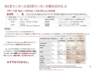 12
M1型マーカーとM2型マーカーの組み合わせ -3
　
パターン③ Iba1 / CD181 / CD163 or CD206
汎用性　・・・　低　たまに見られる組み合わせですが、特異性の観点からおすすめは出来ません。
Phenotype マーカー名 細胞内局在 機能
M1型+M2型 Iba1（AIF-1） 細胞質 細胞膜 アクチン膜骨格と結合して膜構造を変化
M1型 CD181（CXCR1, IL-8RA） 細胞膜 IL-8レセプター，好中球活性化に関与
M2型
CD163
CD206（Mannose Receptor）
細胞膜
細胞膜
エンドサイトーシス活性に関与
糖タンパクのエンドサイトーシスを活性化
【解説】
　CD181はIL-8のGタンパク共益型受容体です。
　IL-8がCD181へ結合することで細胞内Ca2＋
濃度が上昇し、IL−8を受容した方向（創傷部位）へ向かう走化性を生じさせます（参考 Calcium
and Chemotaxis http://stke.sciencemag.org/content/2007/399/tw293）。好中球, 好塩基球, Tサブセットが主な発現部位です。
　 この組み合わせもPhenotype識別に使用されてい
ることがありますが、特異性は高くありません。
　また、好中球やT細胞などで高発現が認められるた
め、マクロファージ以外の免疫細胞が高密度に集簇し
ているサンプルの観察では、免疫細胞のほぼ全体が
染まってしまい、観察が難しくなる場合があります。
Zajac E, et al.
Angiogenic capacity of M1- and M2-polarized macrophages is determined
by the levels of TIMP-1 complexed with their secreted proMMP-9 (Supplemental Data)
Blood. 122(25):4054-67.
https://www.ncbi.nlm.nih.gov/pubmed/24174628
おすすめできません。
伊純 明寛
 