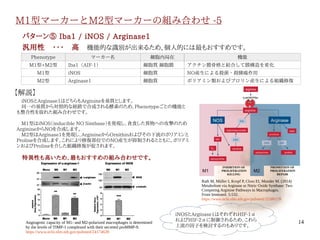 14
M1型マーカーとM2型マーカーの組み合わせ -5
　
Phenotype マーカー名 細胞内局在 機能
M1型+M2型 Iba1（AIF-1） 細胞質 細胞膜 アクチン膜骨格と結合して膜構造を変化
M1型 iNOS 細胞質 NO産生による殺菌・殺腫瘍作用
M2型 Arginase1 細胞質 ポリアミン類およびプロリン産生による組織修復
　iNOSとArginase1はどちらもArginineを基質とします。
　同一の基質から対照的な経路で合成される酵素のため、Phenotypeごとの機能と
も整合性を取れた組み合わせです。
　
　M1型はiNOS（inducible NO Sinthase）を発現し、貪食した異物への攻撃のため
ArginineからNOを合成します。
　M2型はArginase1を発現し、ArginineからOrnithinおよびその下流のポリアミンと
Prolineを合成します。これにより修復部位でのNO産生が抑制されるとともに、ポリアミ
ンおよびProlineを介した組織修復が促されます。
　生理的な機能を最も反映した組み合わせです。
パターン⑤ Iba1 / iNOS / Arginase1
汎用性　・・・　高　機能的な識別が出来るため、個人的には最もおすすめです。
【解説】
Rath M, Müller I, Kropf P, Closs EI, Munder M. (2014)
Metabolism via Arginase or Nitric Oxide Synthase: Two
Competing Arginine Pathways in Macrophages.
Front Immunol. 5:532.
https://www.ncbi.nlm.nih.gov/pubmed/25386178
Angiogenic capacity of M1- and M2-polarized macrophages is determined
by the levels of TIMP-1 complexed with their secreted proMMP-9.
https://www.ncbi.nlm.nih.gov/pubmed/24174628
iNOSとArginase1はそれぞれHIF-1α
およびHIF-2αに制御されるため、これら
上流の因子を検討するのもありです。
伊純 明寛
 