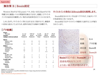 24
Appendix
解決策 B | Bouin固定
　Western BlotのようなLysateレベル、あるいはELISpotのような
単離された細胞レベルの間接的な検出ではなく、組織上でサイトカ
インの分泌局在を観察したい場合は免疫染色を行うことになります。
　しかしながら、サイトカイン（特にIL系）は分子量が小さく、細胞外
へ容易に流出してしまうため、通常の固定では極めて困難です。
サイトカインの染色にはBouin固定を推奨します。
　Bouin固定はホルモンや伝達ペプチドなど、分泌タンパク
の免疫染色に用いられます。
　Bouin固定ではサイトカインの観察にも適することが報告
されています。
【ブタ組織】
Salguero FJ. et al, (2001)
Detection of monokines in paraffin-embedded tissues of pigs using polyclonal antibodies.
Vet Res. 32(6):601-9.
https://www.ncbi.nlm.nih.gov/pubmed/11777010
抗原 IL-6
組織 ブタ肝臓
固定液 Bouin液
透過処理 Tween20
Bouin固定および抗原賦活化の
際にTween20を混ぜたBufferで
透過処理を行うことで、より高い
検出性が期待できます。
伊純 明寛
 
