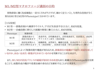 3
M1/M2型マクロファージ識別の目的
　異物排除に働く免疫細胞と一括りにされがちですが、細かく見ていくと、生理的な役割が全く
異なるM1型とM2型のPhenotypeに分かれています。
【主な役割】
●
M1型・・・創傷直後から細菌やウイルス、ゴミなどを貪食するとともに、炎症を促進。
●
M2型・・・治癒段階に移行した組織の修復に働くとともに、炎症を抑制。
　Phenotypeによって集簇時期や機能が異なるため、創傷部位の組織が今まさに炎症を来して
いるのか、あるいは再生・修復が行われているのかを判断することが出来ます。
　
　また、M1/M2の拮抗バランスの破綻が原因となる疾患もあり、組織中のPhenotype局在を探
ることで、病態形成の機序や投薬治療の奏功などを解析することが出来ます。
Phenotype 集簇時期 機能
M1型
創傷直後から
炎症の収束まで
貪食作用、活性酸素産生、活性窒素産生、抗原提示、炎症性
サイトカイン産生（炎症促進）
M2型
炎症収束期から
再生が終わるまで
組織修復、血管新生、繊維化促進、抗炎症性サイトカイン産
生（炎症抑制）、抗体産生促進（寄生虫防御などに関与）
伊純 明寛
 