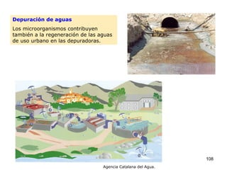 Depuración de aguas Los microorganismos contribuyen también a la regeneración de las aguas de uso urbano en las depuradoras. Agencia Catalana del Agua. 