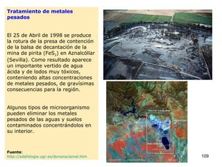 Tratamiento de metales pesados El 25 de Abril de 1998 se produce la rotura de la presa de contención de la balsa de decantación de la mina de pirita (FeS 2 ) en Aznalcóllar (Sevilla). Como resultado aparece un importante vertido de agua ácida y de lodos muy tóxicos, conteniendo altas concentraciones de metales pesados, de gravísimas consecuencias para la región. Algunos tipos de microorganismo pueden eliminar los metales pesados de las aguas y suelos contaminados concentrándolos en su interior. Fuente :  http://edafologia.ugr.es/donana/aznal.htm   