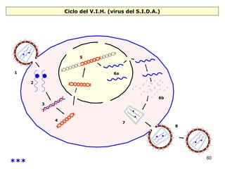 Ciclo del V.I.H. (virus del S.I.D.A.) 8 1 2 3 4 5 6a 6b 7 *** 