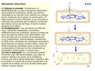 Mecanismo: Ciclo lítico. 1 )  Fijación y entrada : Inicialmente, el bacteriófago fija su cola a receptores específicos de la pared de la bacteria, donde una enzima, localizada en la cola del virus, debilita los enlaces de las moléculas de la pared. A continuación, el fago contrae la vaina helicoidal, lo que provoca la inyección del contenido de la cabeza a través del eje tubular de la cola del fago: el ácido nucleico penetra en la célula. 2) Multiplicación : Una vez dentro el ADN del virus, utilizando nucleótidos y la enzima ARNpolimerasa de la bacteria, dirige la síntesis de gran cantidad de ARNm viral. Este ARNm viral sirve de base para la síntesis de proteínas del virus (capsómeros, endonucleasas, endolisinas). El ADN vírico, utilizando los complejos enzimáticos de la bacteria se replica muchas veces. Tanto los ácidos nucleicos replicados como el resto de los componentes víricos que se han sintetizado se ensamblan, dando lugar a nuevos virus. 3) Lisis y liberación . En una bacteria pueden formarse unos 100 bacteriófagos, que salen al exterior debido a la acción de la endolisina, enzima que lisa la pared bacteriana. Debido a ello, se produce la ruptura de la pared bacteriana y la muerte de la célula; los virus quedan libres para infectar nuevas células.   *** 