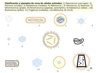 Clasificación y ejemplos de virus de células animales:  1) Papovavirus (verrugas); 2) Poxvirus (viruela); 3) Herpesvirus (herpes); 4) Adenovirus ; 5) Parvovirus; 6) Reovirus; 7) Ortomixovirus (gripe); 8) Paramixovirus (paperas, sarampión); 9) Rabdovirus (rabia) ; 10) Picornavirus (polio); 11) Togavirus (rubéola); 12) Retrovirus (S.I.D.A).   