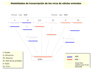 I- Herpes II- Parvovirus III- Reovirus IV- Polio de los primates V- Gripe VI- V.I.H. Modalidades de transcripción de los virus de células animales ADN ARN Línea fina, cadena que no se tanscribe 