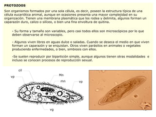 PROTOZOOS Son organismos formados por una sola célula, es decir, poseen la estructura típica de una célula eucariótica animal, aunque en ocasiones presenta una mayor complejidad en su organización. Tienen una membrana plasmática que los rodea y delimita, algunos forman un caparazón duro, calizo o silíceo, o bien una fina envoltura de quitina. Su forma y tamaño son variables, pero casi todos ellos son microscópicos por lo que deben observarse al microscopio. Algunos viven libres en aguas dulce o saladas. Cuando se deseca el medio en que viven forman un caparazón y se enquistan. Otros viven parásitos en animales o vegetales produciendo enfermedades, o bien, simbiosis con ellos. Se suelen reproducir por bipartición simple, aunque algunos tienen otras modalidades  e incluso se conocen procesos de reproducción sexual. vp cil Mn mn vp vg 